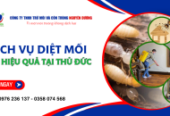 Đối phó nhanh với mối cùng dịch vụ diệt mối Thủ Đức