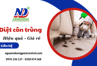 Diệt côn trùng an toàn, hiệu quả, chi phí phải chăng tại Nguyễn Dương