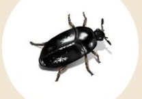  Con Bọ Cánh Cứng