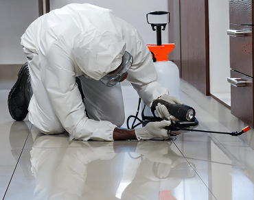 Bước 2: Bơm thuốc diệt mối sinh học