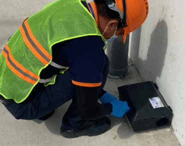 Bước 1: Đặt hộp nhử mối vào khu vực tổ mối