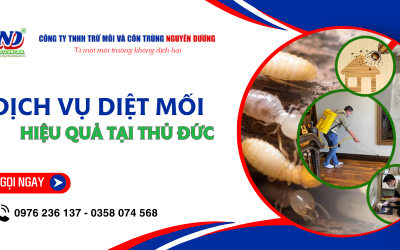 Đối phó nhanh với mối cùng dịch vụ diệt mối Thủ Đức