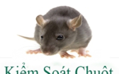 KIỂM SOÁT CHUỘT