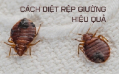 CÁC CÁCH TỰ NHIÊN GIÚP BẠN DIỆT RỆP GIƯỜNG TRÊN NỆM