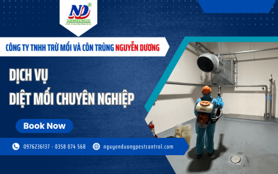 Chấm dứt nỗi lo với dịch vụ diệt mối chuyên nghiệp
