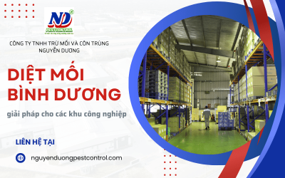 Dịch vụ diệt mối Bình Dương - Giải pháp triệt để dành cho khu công nghiệp