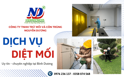 Dịch vụ diệt mối chuyên nghiệp tại Bình Dương