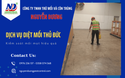 Kiểm soát mối mọt hiệu quả với dịch vụ diệt mối Thủ Đức