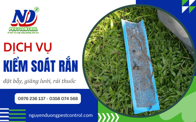 Dịch vụ kiểm soát rắn hiệu quả - Đặt bẫy, giăng lưới và rải thuốc