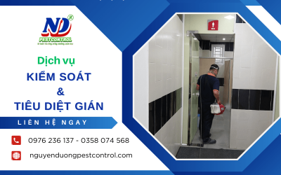 Dịch vụ kiểm soát và tiêu diệt gián chuyên nghiệp