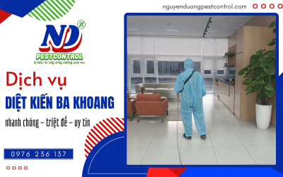 Dịch vụ tiêu diệt kiến ba khoang nhanh chóng, triệt để
