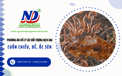 Lên phương án xử lý các đối tượng dịch hại như: cuốn chiếu, dế, ốc sên