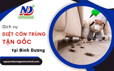 Nguyễn Dương chuyên diệt côn trùng tận gốc, an toàn sức khỏe con người