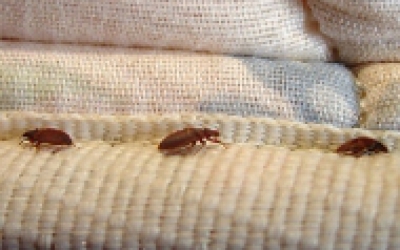 MẸO DIỆT GIÁN TRONG NHÀ