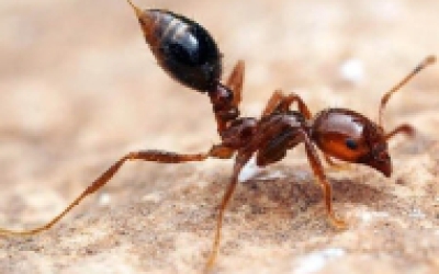 CÁCH ĐUỔI KIẾN NGÀY MƯA CỰC DỄ DÀNG VỚI NGUYÊN LIỆU TỰ NHIÊN