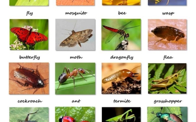 CÁC LOẠI DỊCH HẠI KHÁC