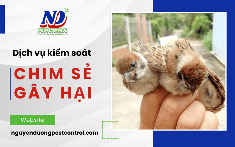 dịch vụ kiểm soát chim sẻ gây hại