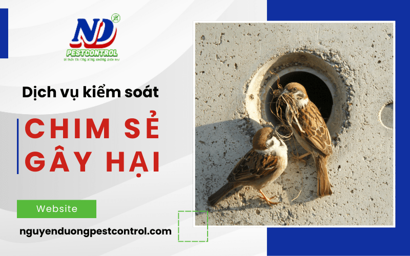 dịch vụ kiểm soát chim sẻ gây hại