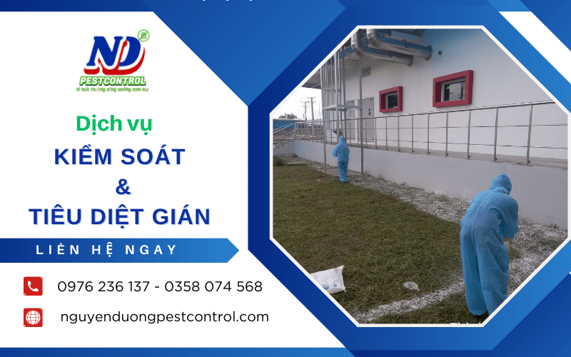 Dịch vụ kiểm soát và tiêu diệt gián