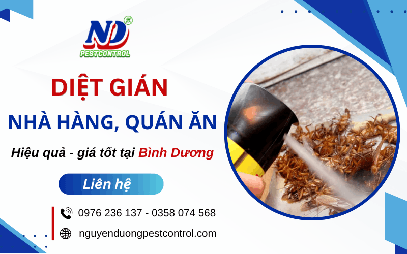 diệt gián nhà hàng