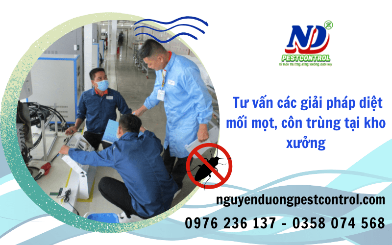 giải pháp diệt mối